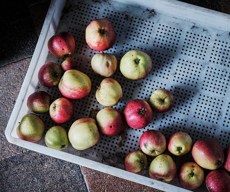 Heritage apples in a crate after picking