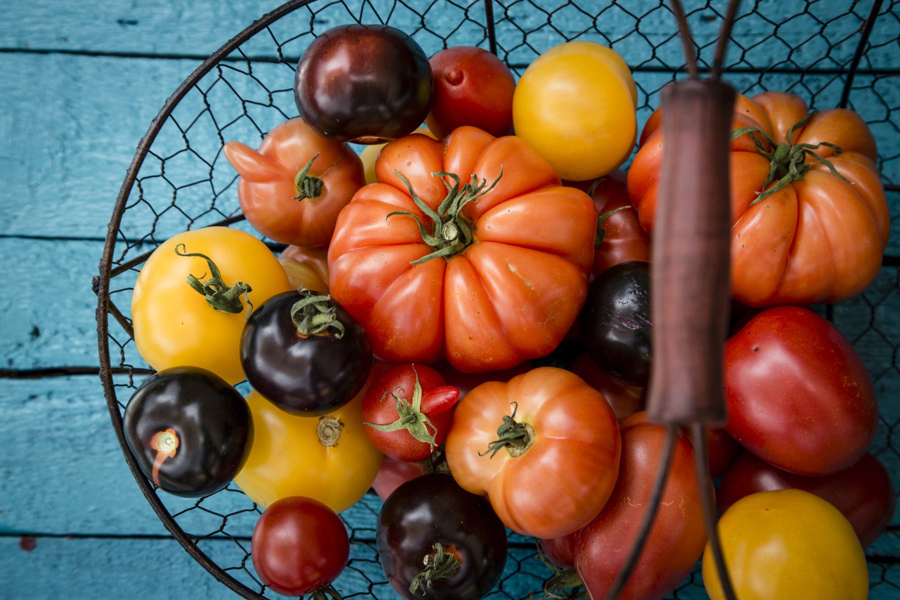 Heirloom tomatoes in a wire basket, in reds, yellows and deep purples