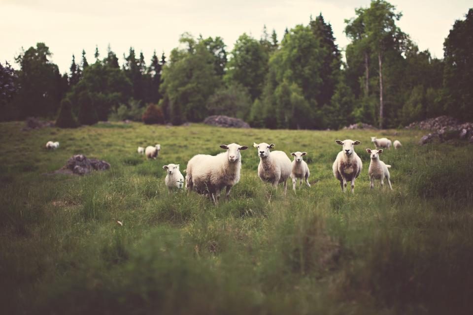 Welsh mountain sheep grazing rough upland pasture