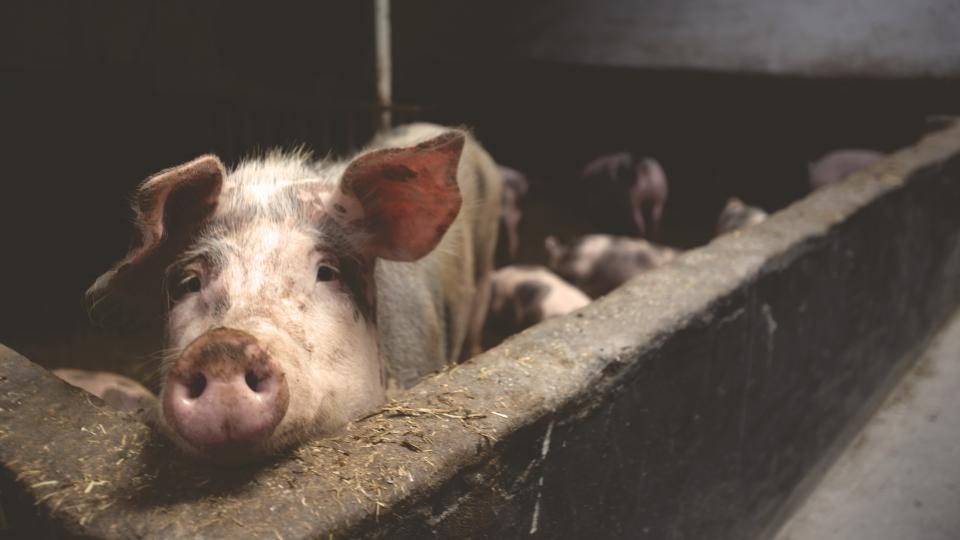 A pig at the gate of a farm pen